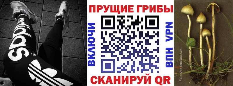 как найти наркотики мега ссылки Галлюциногенные грибы мухоморы Алдан